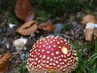 Winziger Fliegenpilz